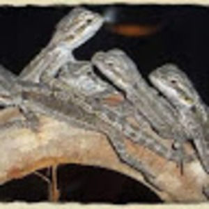 Meet your Posher, Isabella